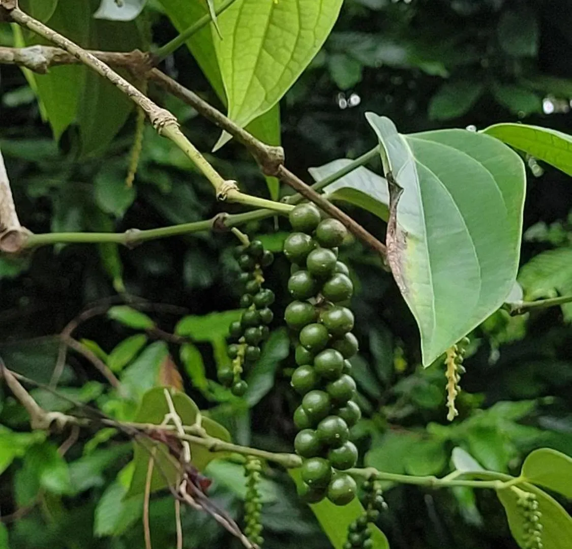 빌라 Aruvi Homestay Idukki Chillithodu 인도