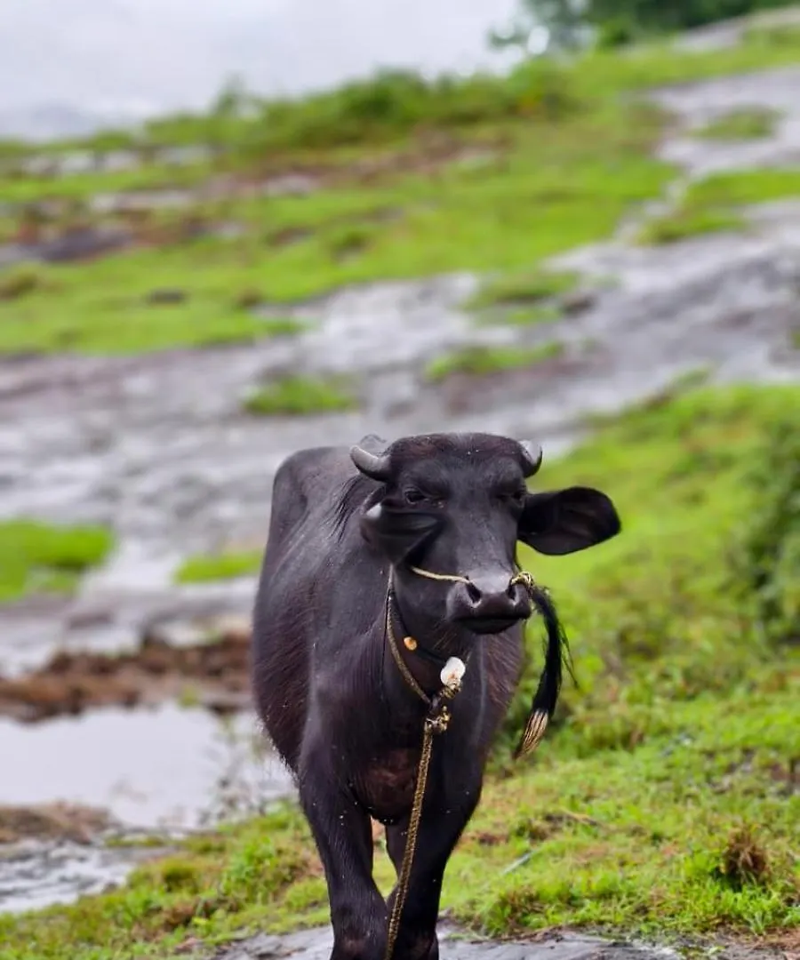Aruvi Homestay Idukki Chillithodu 빌라