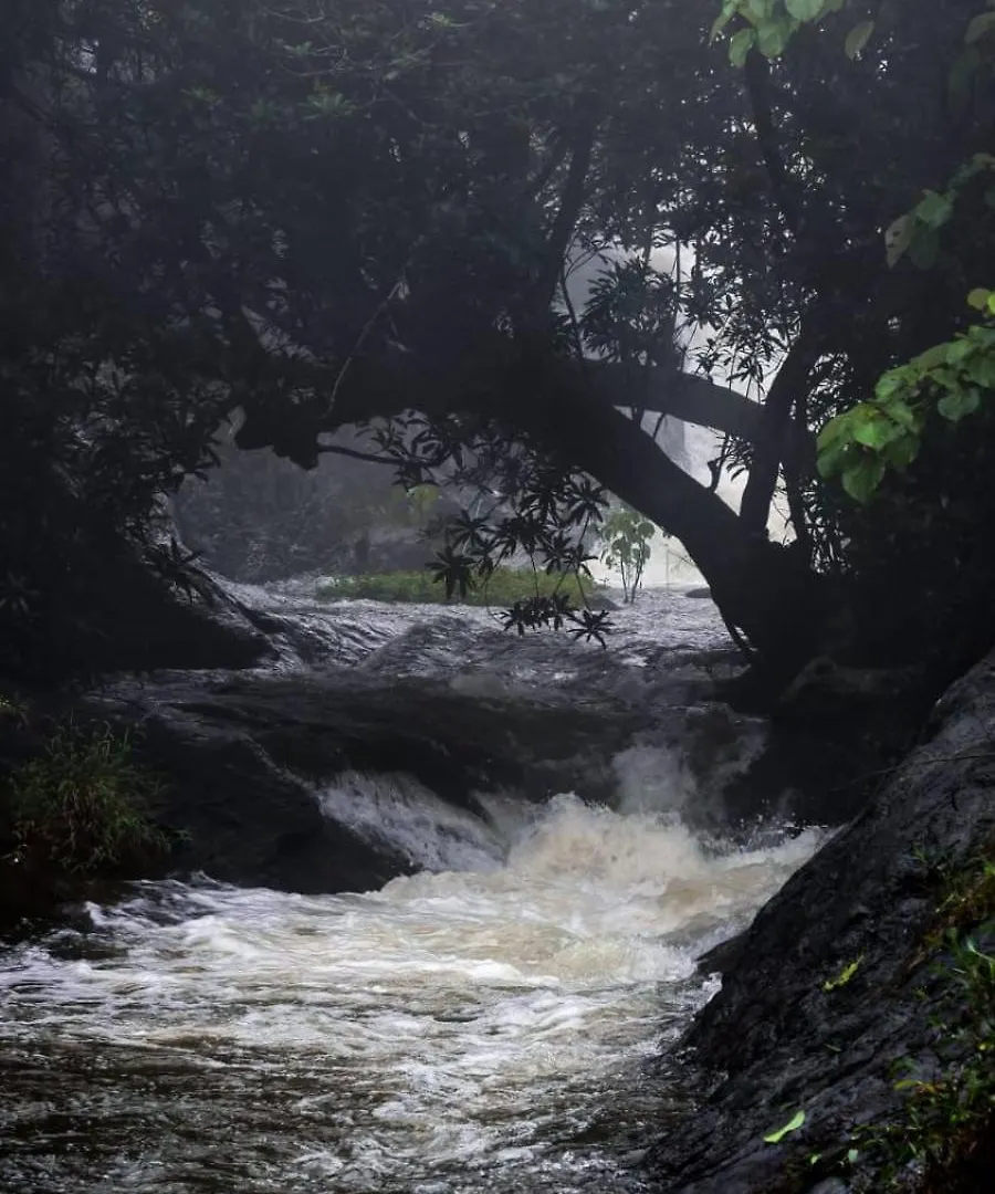 Aruvi Homestay Idukki Chillithodu 인도